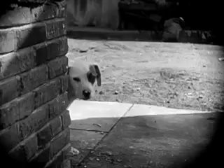 A Dog's Life Fotoğrafı