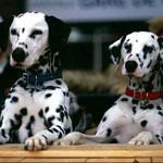 102 Dalmaçyalı Fotoğrafı