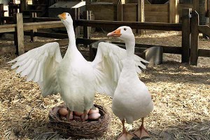 Minik Örümcek Şarlot Fotoğrafı