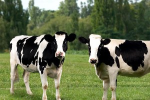 Minik Örümcek Şarlot Fotoğrafı