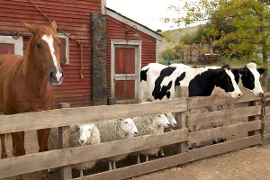 Minik Örümcek Şarlot Fotoğrafı