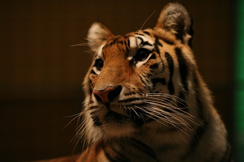 Kaplan Kapanı fotoğrafı