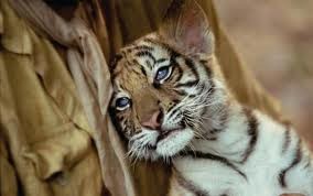 İki Kardeş Fotoğrafı