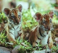 İki Kardeş Fotoğrafı