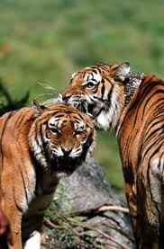 İki Kardeş Fotoğrafı