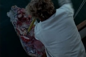 Köpek Balığı Sürüsü Fotoğrafı