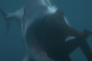 Köpek Balığı Sürüsü fotoğrafı