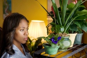 American Violet Fotoğrafı