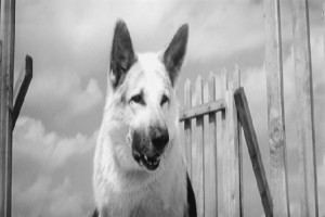 Ko Mne, Mukhtar! Fotoğrafı