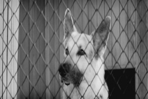 Ko Mne, Mukhtar! fotoğrafı