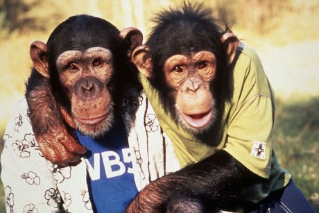 Maymun Jack 2 Fotoğrafı