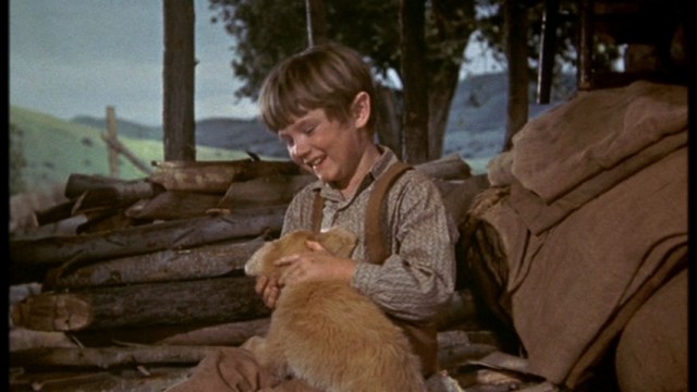 Old Yeller Fotoğrafı