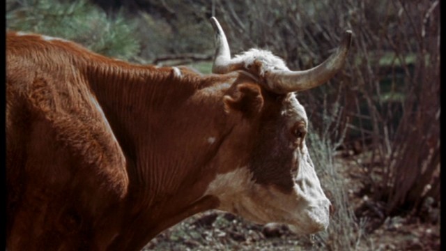 Old Yeller Fotoğrafı