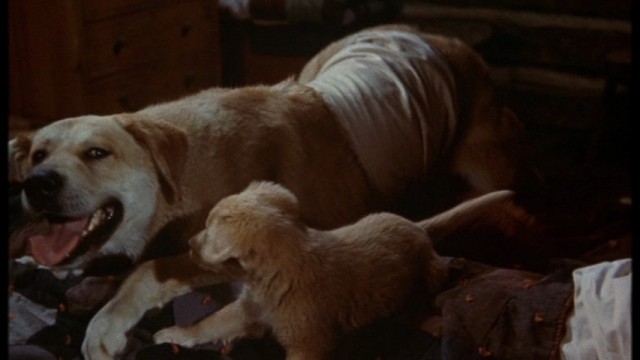 Old Yeller Fotoğrafı