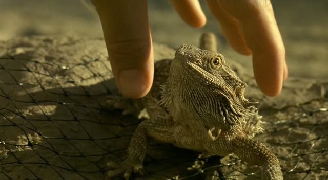 Üşütükler fotoğrafı