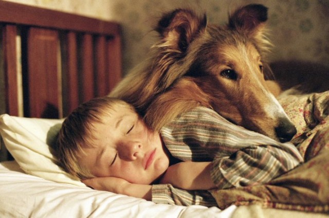 Lassie fotoğrafı