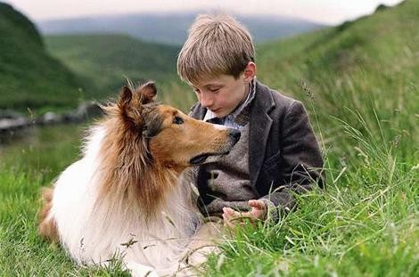 Lassie fotoğrafı
