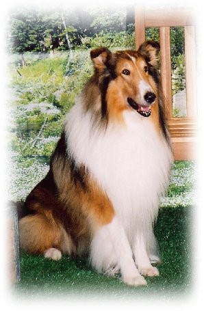 Lassie fotoğrafı