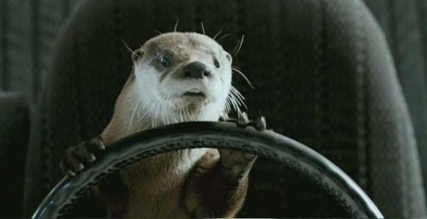 Tüylü Bela Fotoğrafı