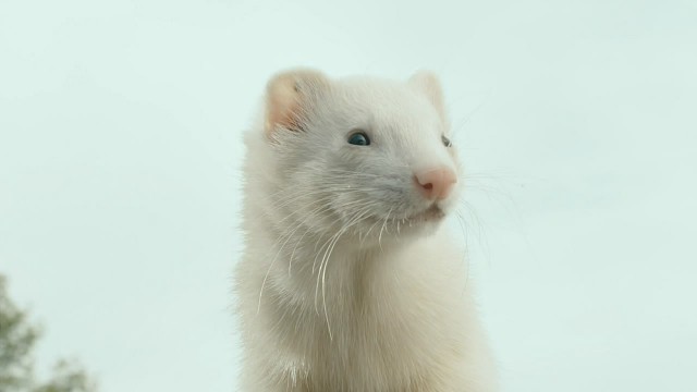 Tüylü Bela Fotoğrafı