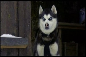 Kar Köpekleri fotoğrafı