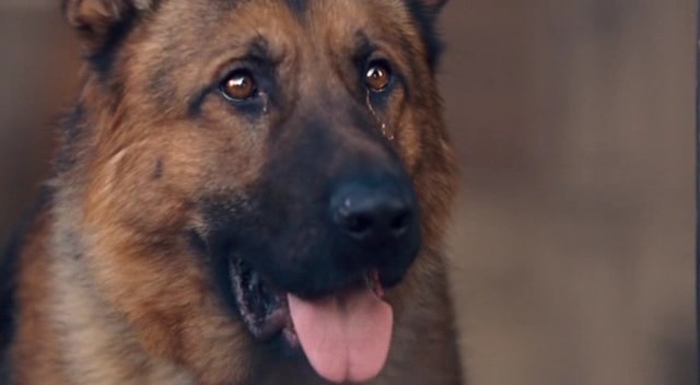 Rin Tin Tin fotoğrafı