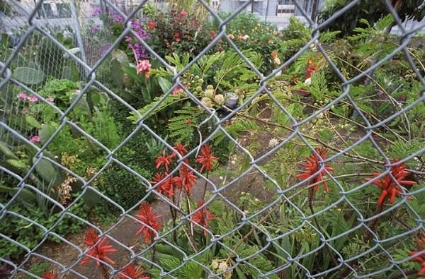 The Garden fotoğrafı