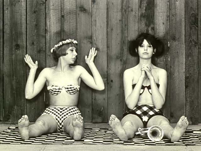 Papatyalar fotoğrafı