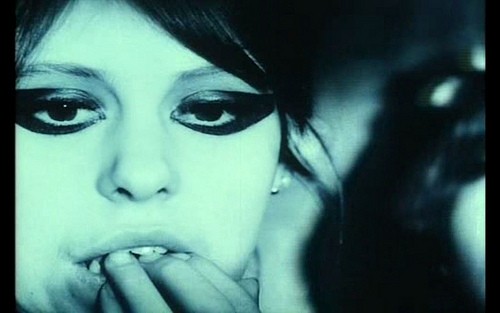 Papatyalar Fotoğrafı