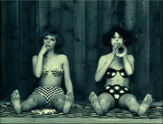 Papatyalar Fotoğrafı