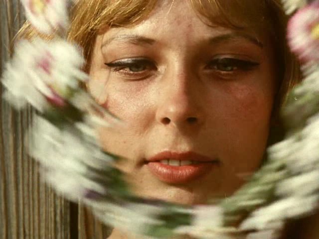 Papatyalar fotoğrafı