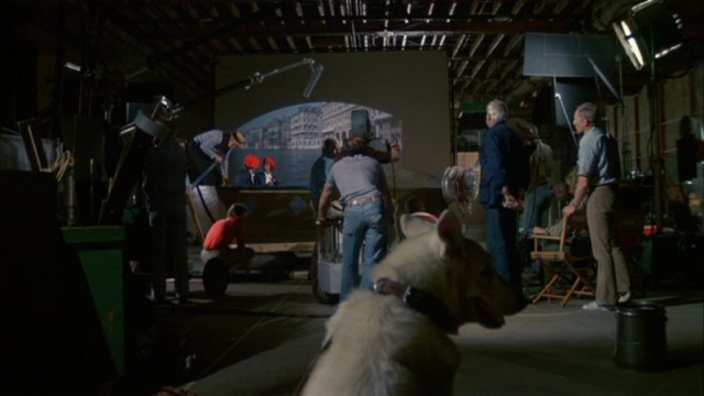 Beyaz Köpek Fotoğrafı