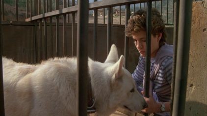 Beyaz Köpek fotoğrafı