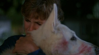 Beyaz Köpek Fotoğrafı