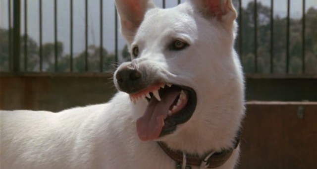 Beyaz Köpek fotoğrafı