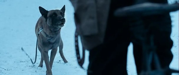 Oorlogswinter fotoğrafı