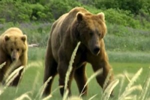 Ayı Adam Fotoğrafı