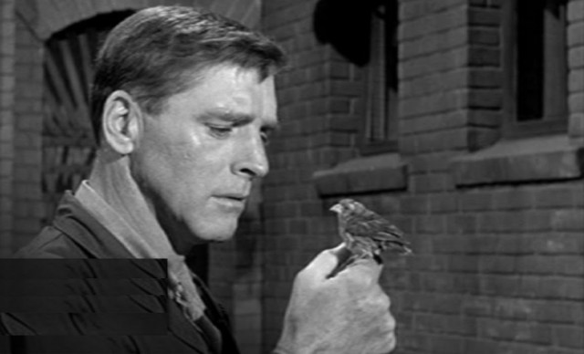 Alkatraz Kuşçusu Fotoğrafı