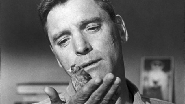 Alkatraz Kuşçusu Fotoğrafı