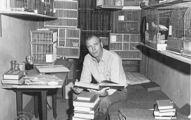 Alkatraz Kuşçusu fotoğrafı