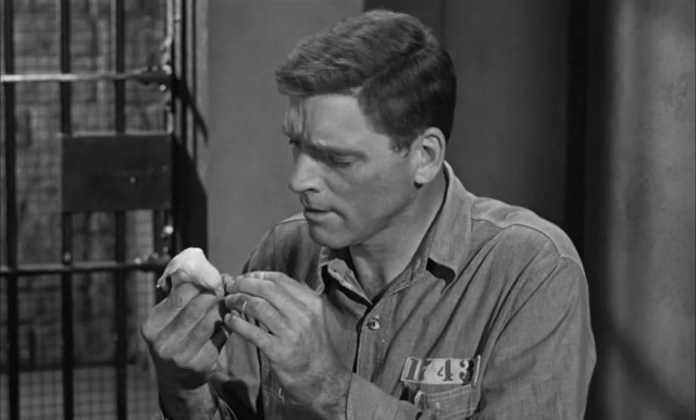 Alkatraz Kuşçusu fotoğrafı