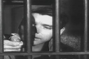 Alkatraz Kuşçusu Fotoğrafı