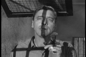 Alkatraz Kuşçusu Fotoğrafı