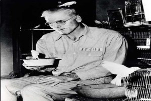 Alkatraz Kuşçusu Fotoğrafı