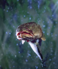 Gölde Dehşet Fotoğrafı