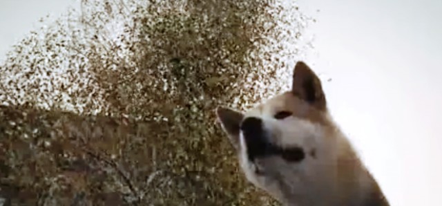 Hachi: Bir Köpeğin Hikayesi Fotoğrafı