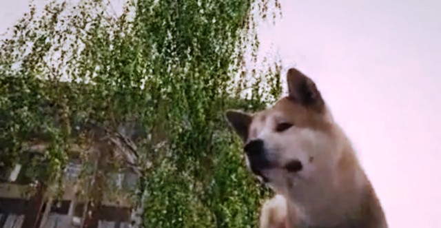 Hachi: Bir Köpeğin Hikayesi Fotoğrafı