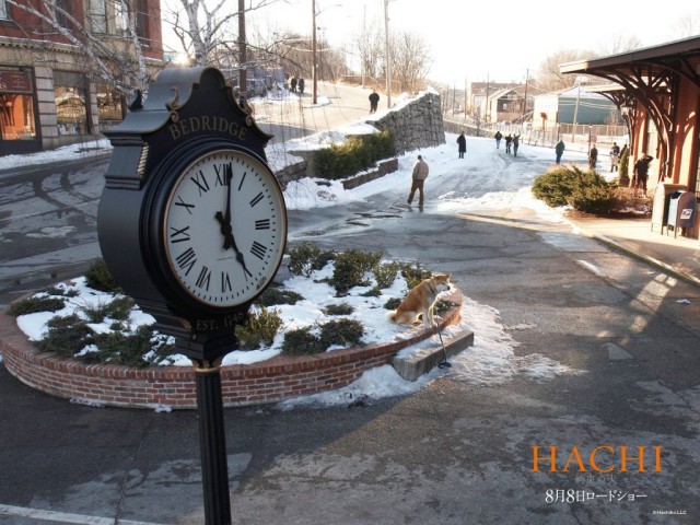 Hachi: Bir Köpeğin Hikayesi Fotoğrafı