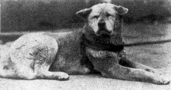 Hachi: Bir Köpeğin Hikayesi Fotoğrafı
