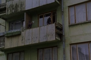 Daima Lilya Fotoğrafı